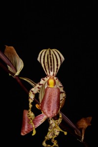 Paph. supardii Huntington's Gold Rush AM 83 pts.